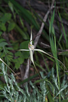 Caladenia remota subsp. Remota