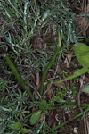 Caladenia remota subsp. Remota