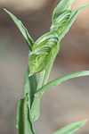 Pterostylis vittata
