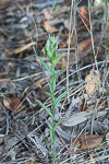 Pterostylis vittata