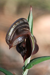 Pterostylis concava