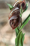 Pterostylis concava
