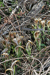 Pterostylis hamiltonii