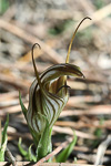 Pterostylis hamiltonii