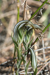 Pterostylis aspera