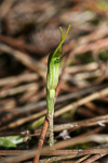 Pterostylis setulosa ms.