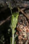 Pterostylis setulosa ms.