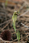 Pterostylis angusta