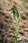 Pterostylis angusta