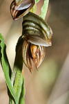 Pterostylis sanguinea