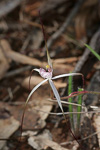 Caladenia exilis subsp. vanleeuwenii