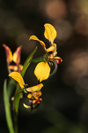 Diuris recurva