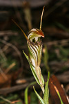 Pterostylis scabra