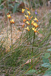 Diuris brumalis