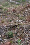 Prasophyllum parvifolium