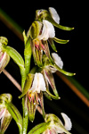 Prasophyllum parvifolium