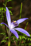 Cyanicula deformis