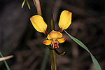 Diuris porrifolia