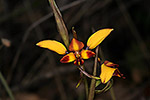 Diuris porrifolia