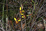 Diuris porrifolia