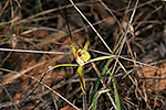 Caladenia xantha