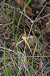 Caladenia xantha
