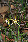 Caladenia xantha