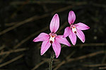 Caladenia reptans subsp. reptans