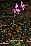 Caladenia reptans subsp. reptans