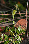 Pterostylis setulosa ms.