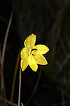 Thelymitra antennifera