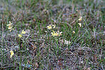 Thelymitra antennifera