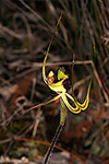 Caladenia falcata