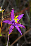 Thelymitra speciosa ms.