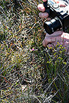 Thelymitra speciosa ms.