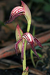 Pyrorchis nigricans