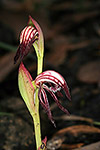 Pyrorchis nigricans