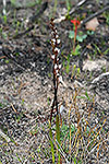Prasophyllum hians