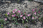 Caladenia nana subsp. nana