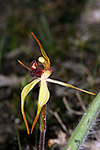 Caladenia ensata