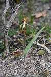 Caladenia ensata