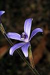 Cyanicula sericea