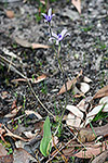 Cyanicula sericea