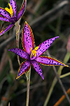 Thelymitra variegata