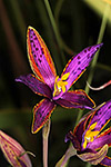Thelymitra variegata