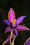 Thelymitra variegata