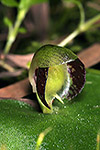 Corybas limpidus