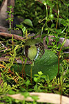 Corybas limpidus