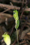 Pterostylis setulosa ms.