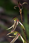 Cyrtostylis huegelii